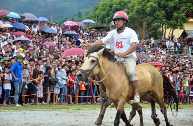 Một số quy định khi tham gia Đua Ngựa Bắc Hà